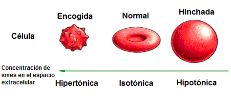 célula vegetal en solución hipotónica